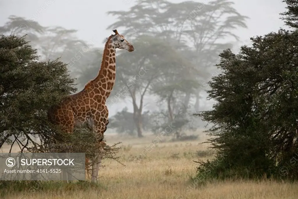 a rothschild's giraffe stands in the rain, giraffa camelopardalis rothschildi; lake nakuru national park, kenya.