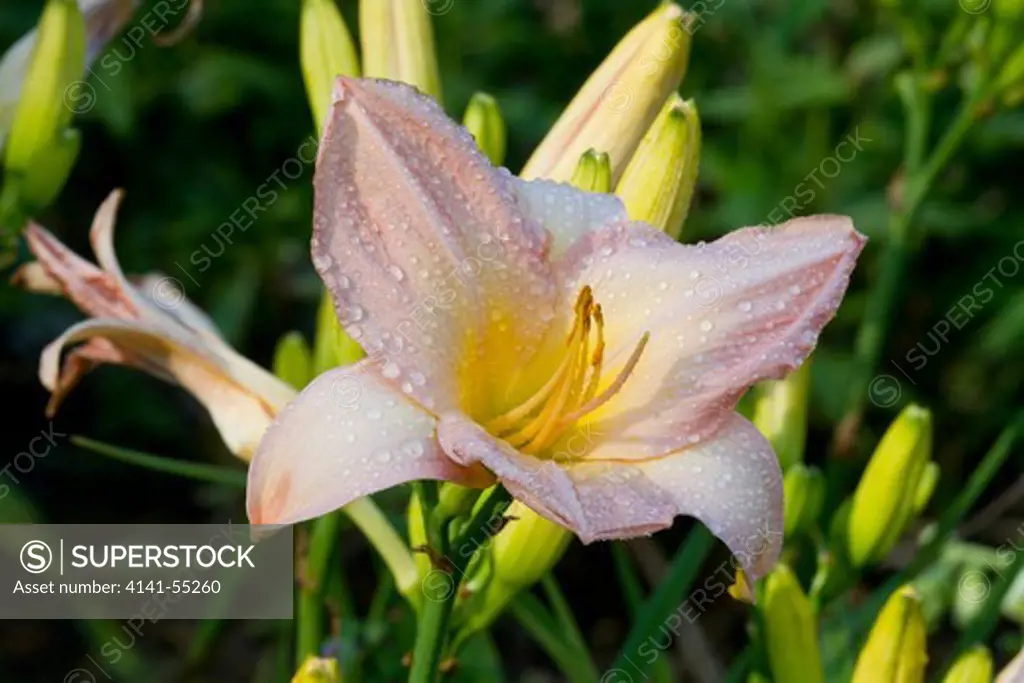 Asiatic Day Lily Bloom In Garden; East Haddam, Connecticut, Usa