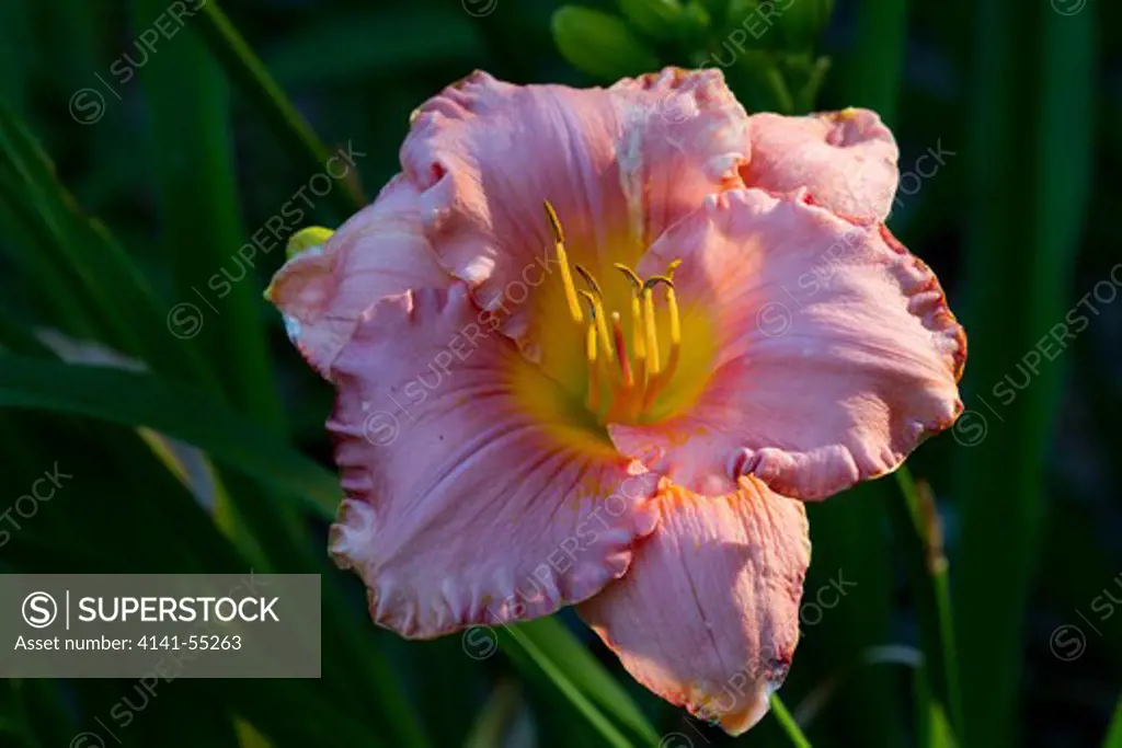 Asiatic Day Lily Bloom In Garden; East Haddam, Connecticut, Usa