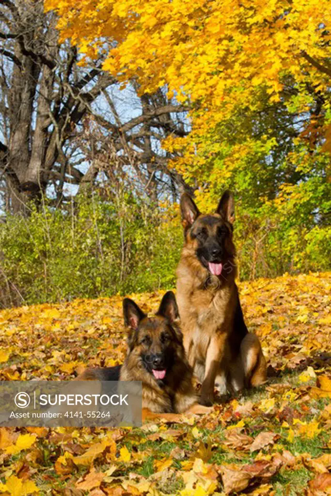 German Shepherd Dog(S) In Autumn; St. Charles, Illinois, Usa (Pbeau, Kd)