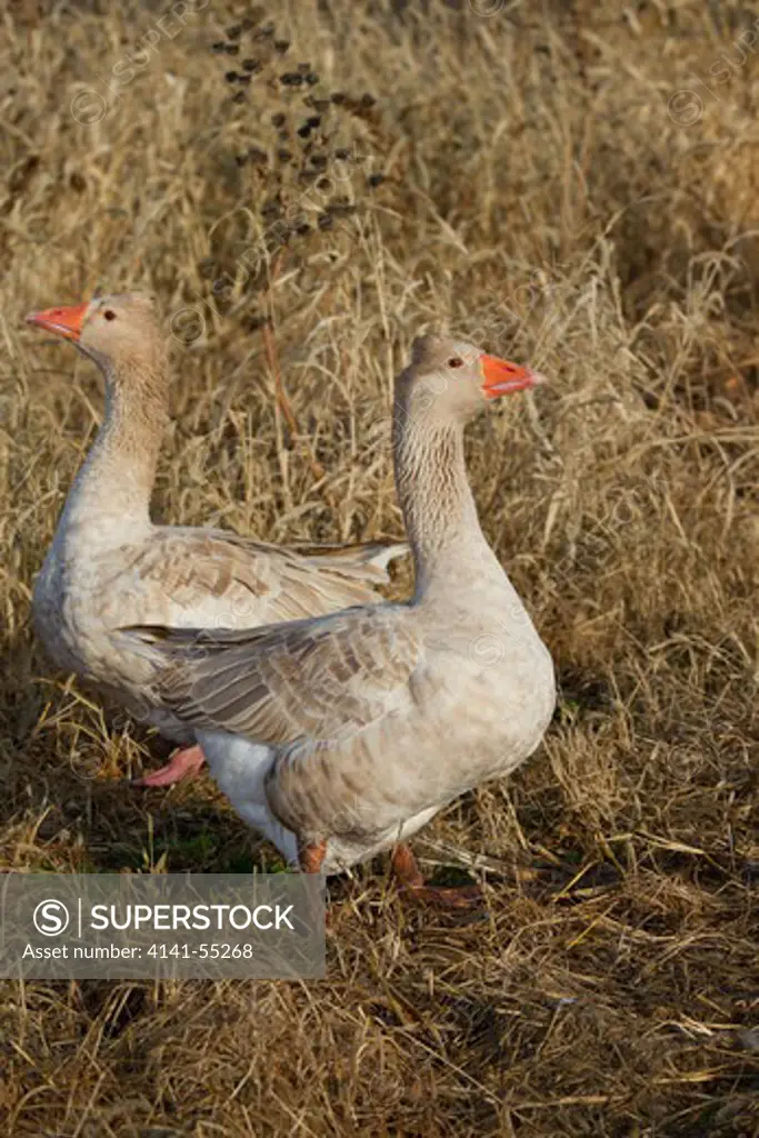 Domestic Goose: Pair Of American Tufted Buff Geese In Weed Field; A Breed Developed In Early 1990'S In Missouri By Ruth Bock; Ganders Weigh Up To 18 Pounds; Calamus, Iowa, Usa