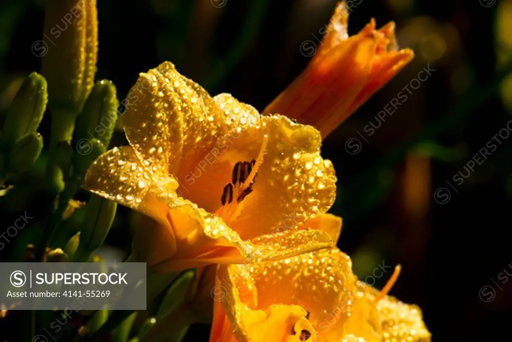 Asiatic Day Lily Bloom In Garden; East Haddam, Connecticut, Usa (Dl)