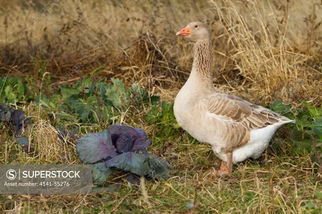 Domestic Goose: American Buff Goose, A Rare, Medium-Sized Breed Developed By Oscar Grow Of Missouri In The 1930'S And 1940'S; Foraging In Cabbage Patch In November; Listed As  Critical  By The American Livestock Breeds Conservancy Because Of Its Scarcity; Calamus, Iowa, Usa