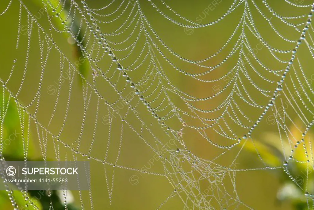 Web Of An Orb-Weaving Spider, Perhaps Argiope Sp.; In Dew; North Guilford, Connecticut, Usa