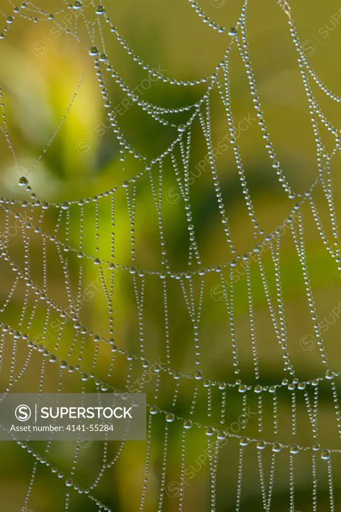 Web Of An Orb-Weaving Spider, Perhaps Argiope Sp.; In Dew; North Guilford, Connecticut, Usa