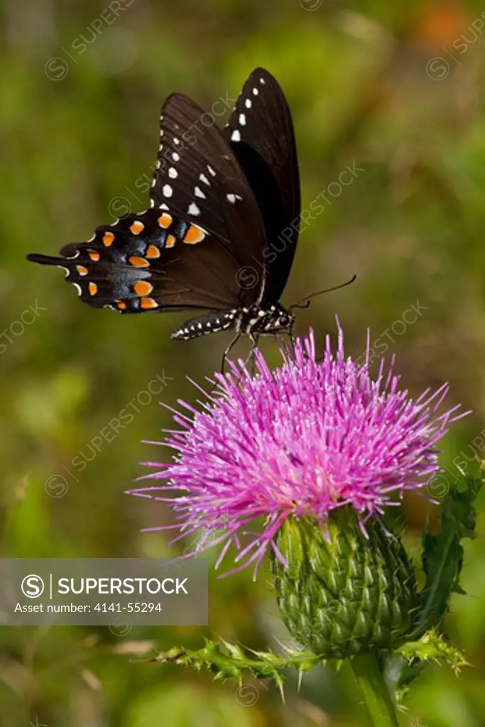 Spicebush Swallowtail Butterfly (Papilio Troilus) Nectaring On Thistle Plant; Unposed, Wild, & Free; Durham, Connecticut, Usa