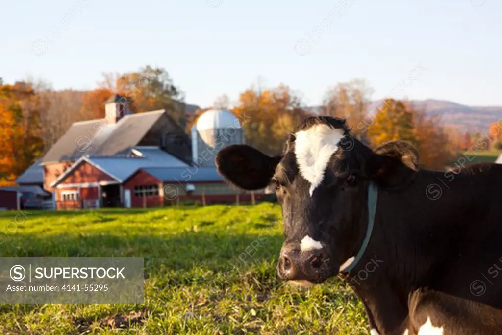 Holstein Cow Lying Down, Chewing Cud, In Late Afternoon Late At Simplicity Farm; Waitsfield, Vermont, Usa (Dt)