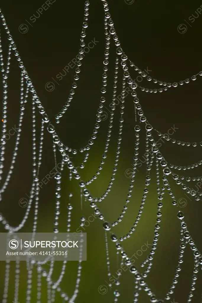 Web Of An Orb Weaver Spider, Quite Possibly Argiope; In Dewdrops At Dawn; North Guilford, Connecticut, Usa
