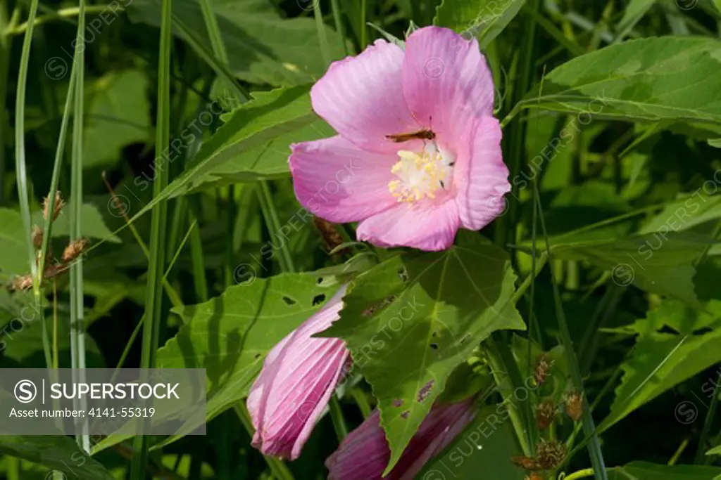 Swamp Rose-Mallow (Hibiscus Palustris) Growing At Edge Of Salt Marsh; Note Presence Of Skipper Butterfly (Sp); Guilford, Connecticut, Usa