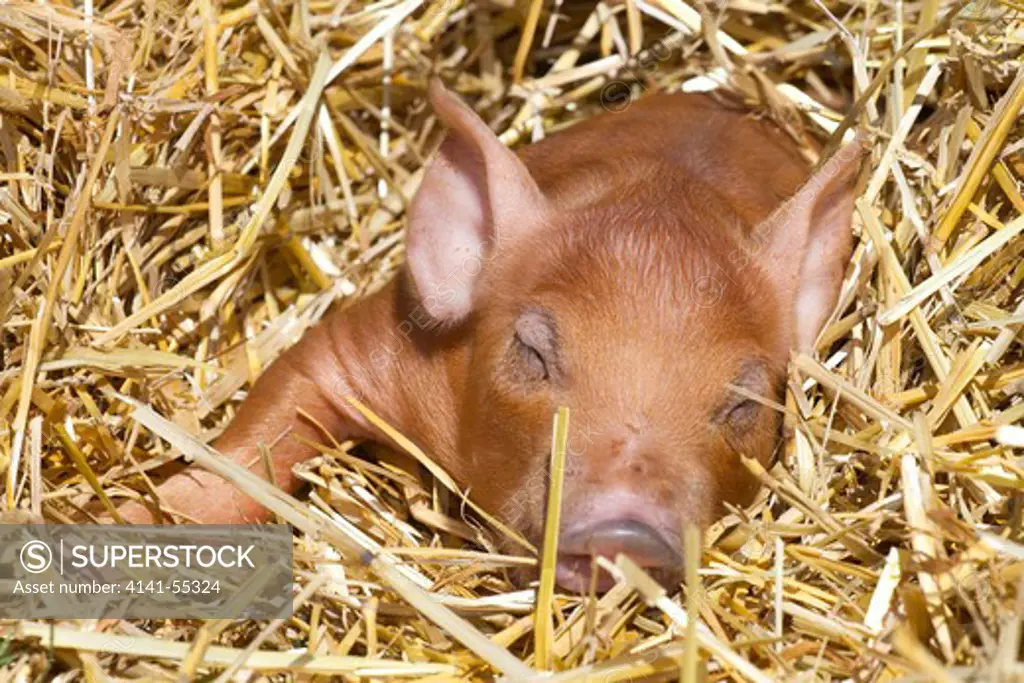 Sleeping Mixed-Breed Piglet In Straw; Maple Park, Illinois, Usa