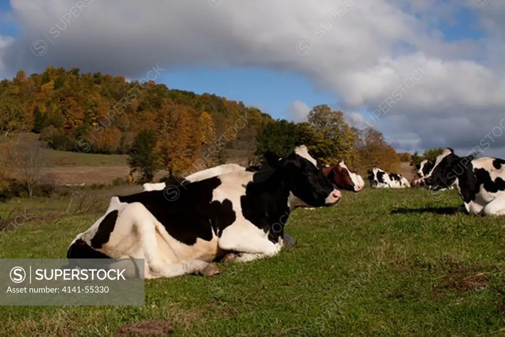 Holstein Cow Lying Down And Chewing Cud In Pasture, In October; Granville, New York, Usa