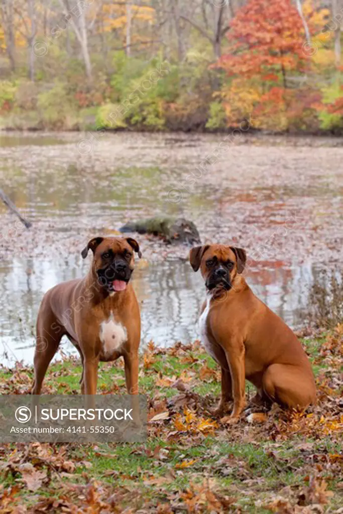Pair Of Boxers (Males, Fawn Color) With Natural Ears Sitting In Oak Leaves By Lakeshore; Rockford, Illinois, Usa (Pj)