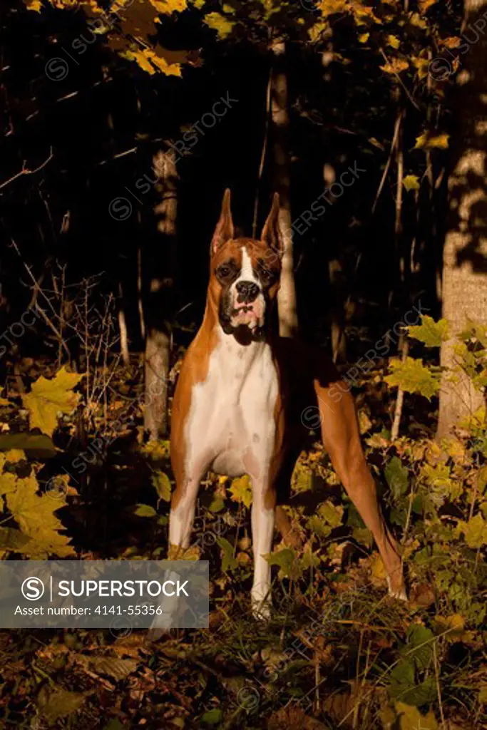 Boxer (Flashy Fawn Male) Standing Among Maple Saplings At Woodland Edge, Late Afternoon In October; Sugar Grove, Illinois, Usa (Ru)