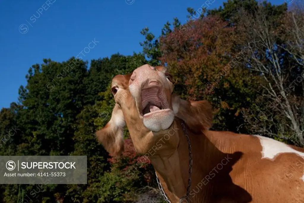 Portrait Of Guernsey Cow Lying In Autum Pasture While Chewing Her Cud; Granby, Connecticut, Usa (Mm)