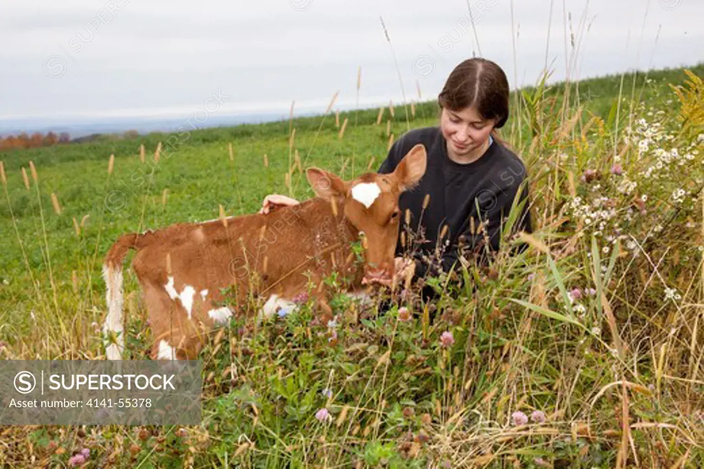 Girl (Farmer'S Daughter) With Guernsey Calf In Pasture; Sharon Springs, New York, Usa (Gc) Photo Released