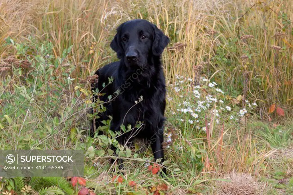 Flat-Coated Retriever Standing In Coastal Dune Plants, Including Daisy-Like Composites At Right And Center; Waterford, Connecticut, Usa (Cc)