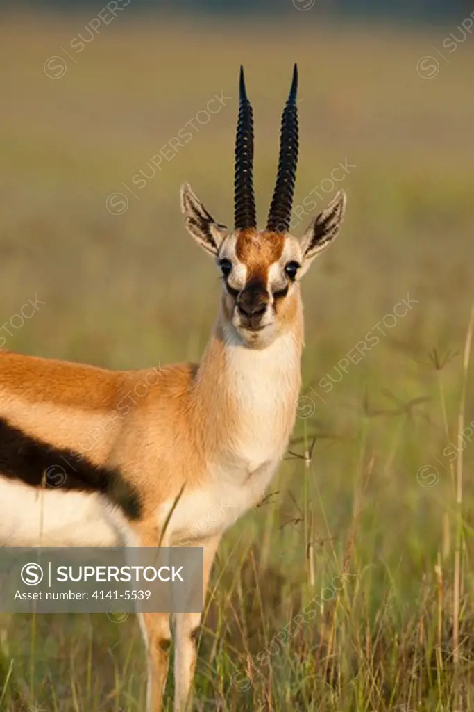 male thompson's gazelle, gazella thomsonii; lake nakuru national park, kenya.