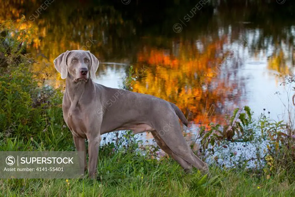 Portrait Of Weimaraner Standing By Pond In Autumn; Colchester, Connecticut, Usa (Lg)