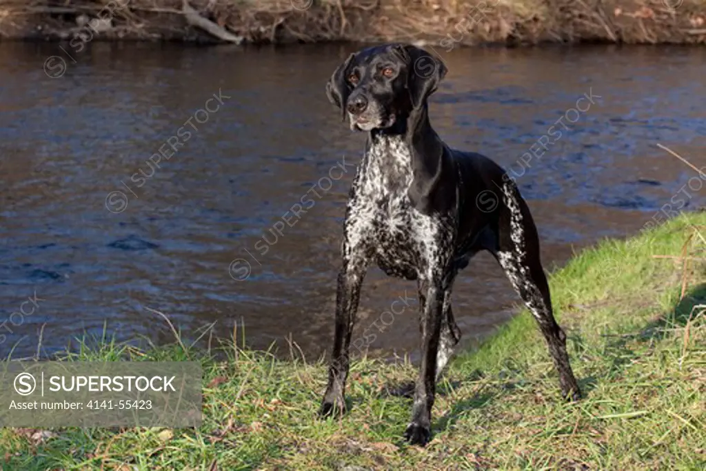 German Shorthair Pointer Standing By Swift-Flowing Stream; St. Charles, Illinois (Sl)