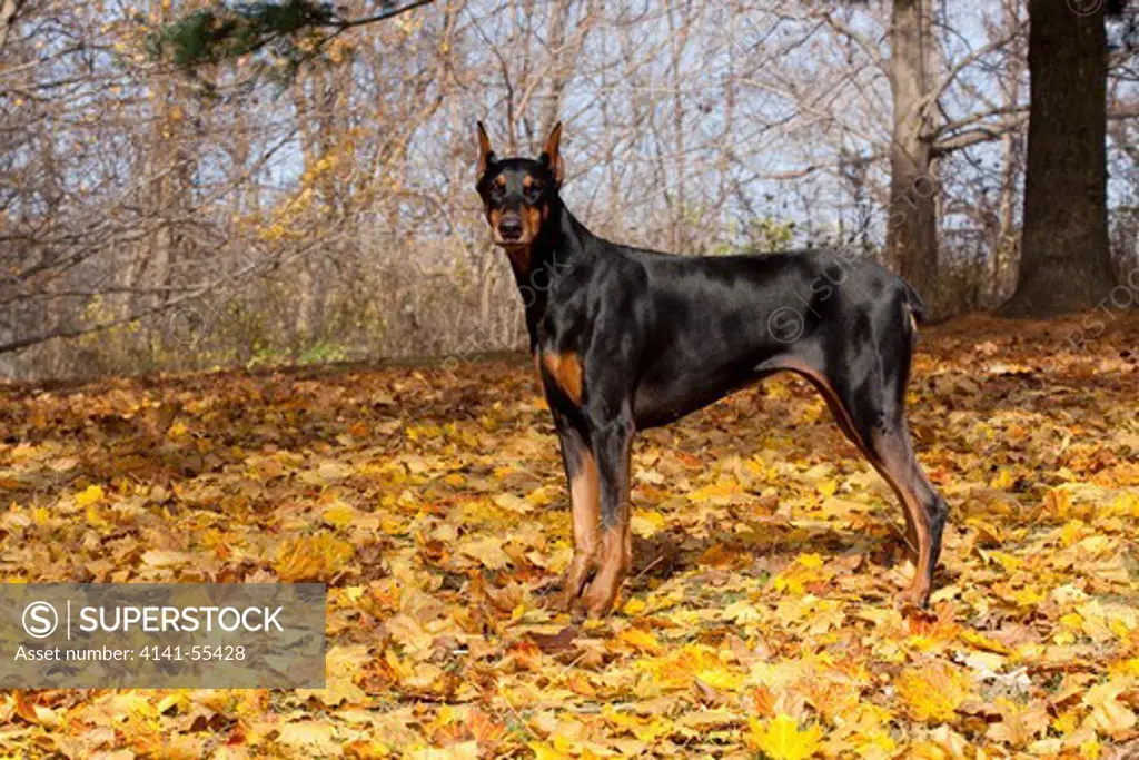 Doberman Pincher (Female) Standing In Fallen Maple Leaves At Edge Of Woodland; St. Charles, Illinois, Usa (Jb)