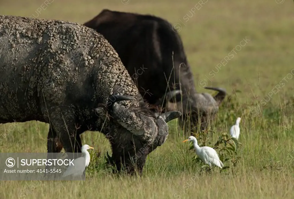 mud-caked cape buffalo graze accompanied by cattle egrets, syncerus caffer; lake nakuru national park, kenya.