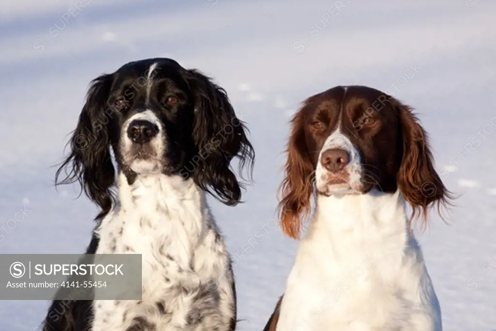 Portrait Of A Pair Of English Springer Spaniels (Field Type) Sitting On Snow-Covered Ice Of Pond; Elkhorn, Wisconsin, Usa