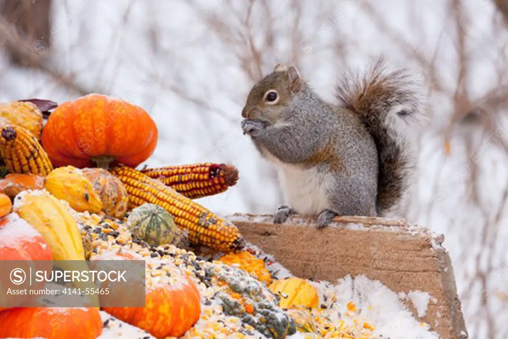 Gray Squirrel In Mid-Winter Feeding On Corn Kernels Among Gourds; St. Charles, Illinois, Usa