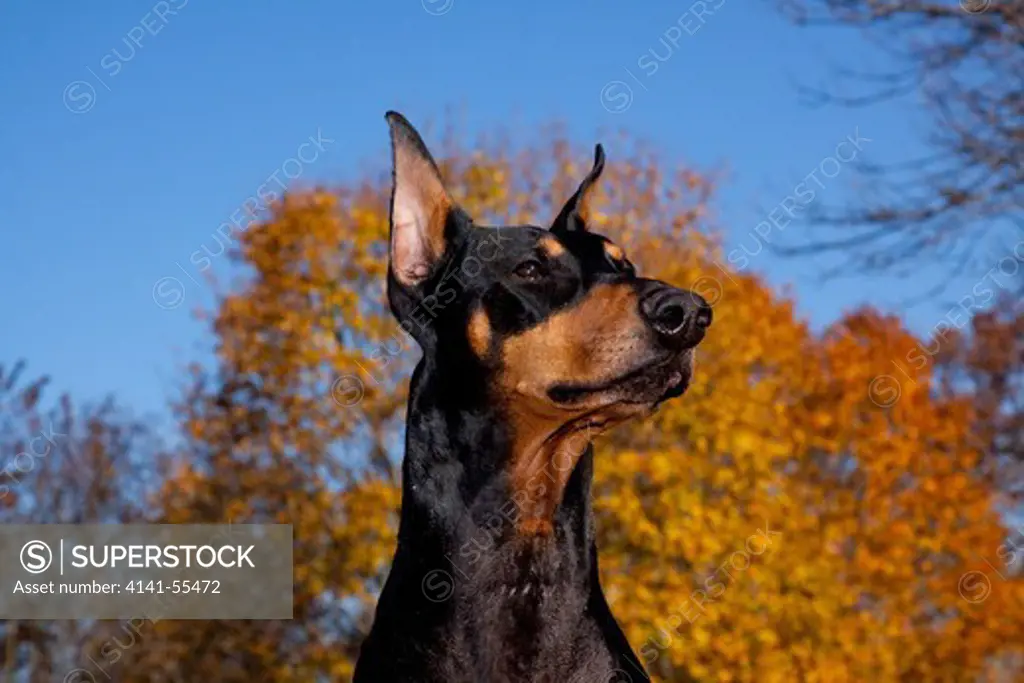 Portrait Of Black Male Doberman Pinscher Standing In Grass In Front Of Yellow Maple Tree; St. Charles, Illinois, Usa (Lk)