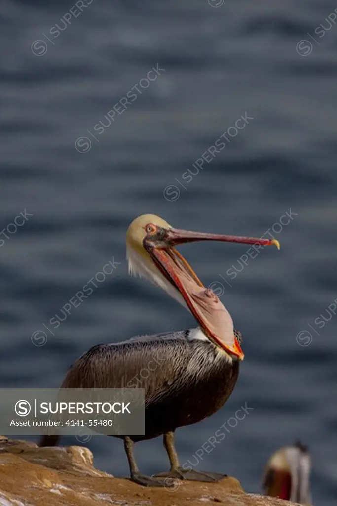 California Brown Pelican (Pelecanus Occidentalis Californicus), Adult At Onset Of Winter Breeding Plumage; Stretching Gular Pouch, A Common Behavior, Presumably To Clear Gullet; On Rock Cliffs Above Pacific Ocean; San Diego, California, Usa