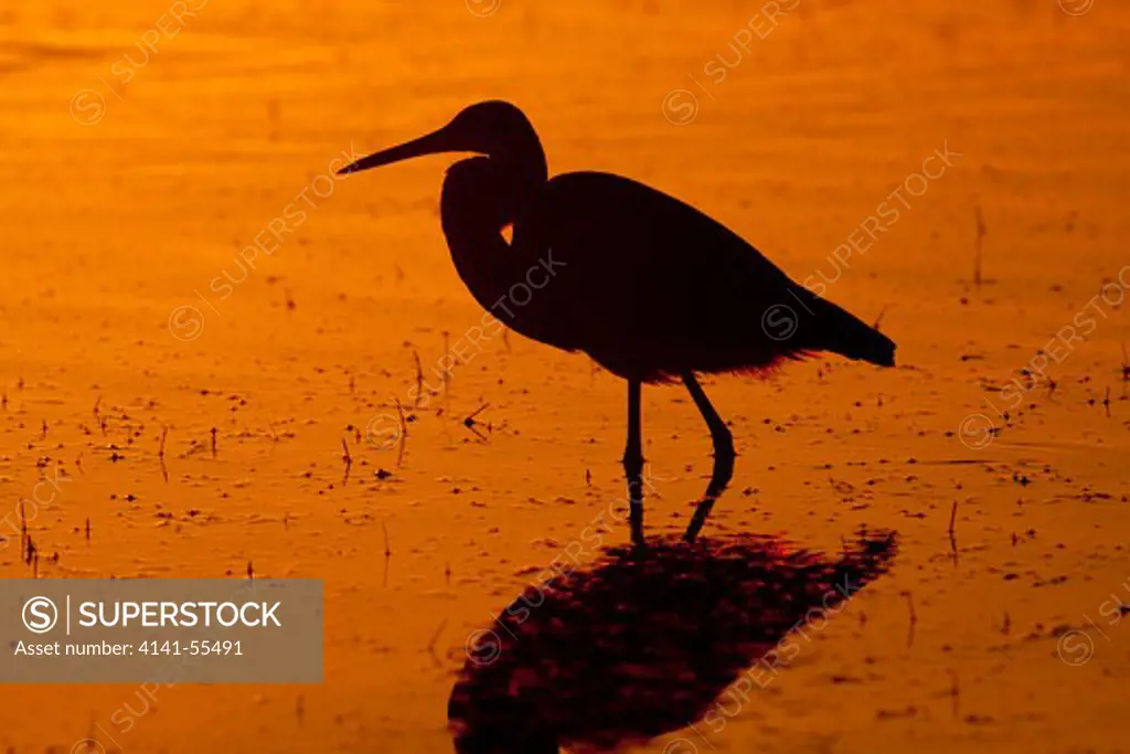 Tricolored Heron (Egretta Tricolor), Adult In Non-Breeding Plumage, Winter; Standing In Marine Grass At Low Tide, Silhouetted At Dawn; Dunedin, Florida, Usa