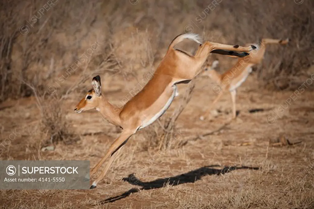 young impala leaping, aepycetos melampus; samburu national reserve, kenya.