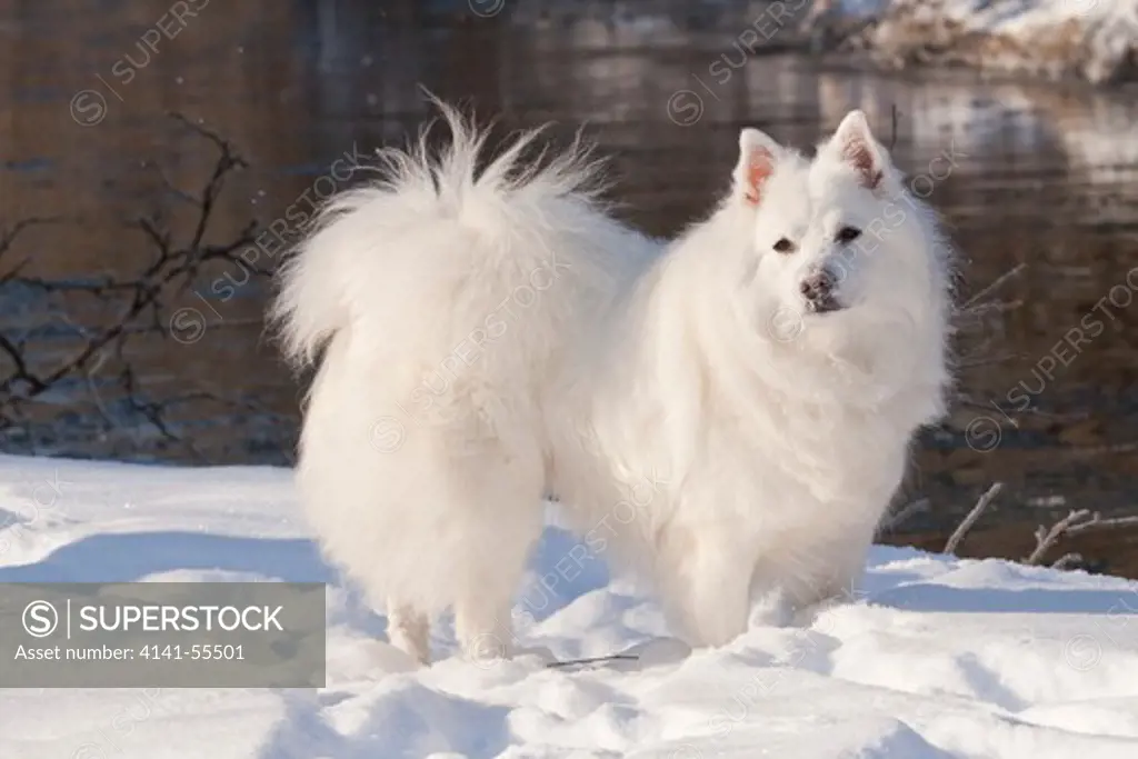 American Eskimo Dog Standing In Snow Next To Fast Stream; St. Charles, Illinois, Usa (Kr)