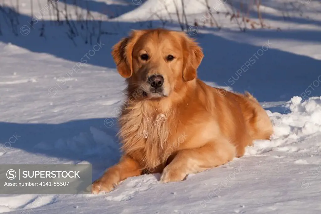 Golden Retriever (Male) Lying In Snow; St. Charles, Illinois, Usa (Cp) (Jft 2012)