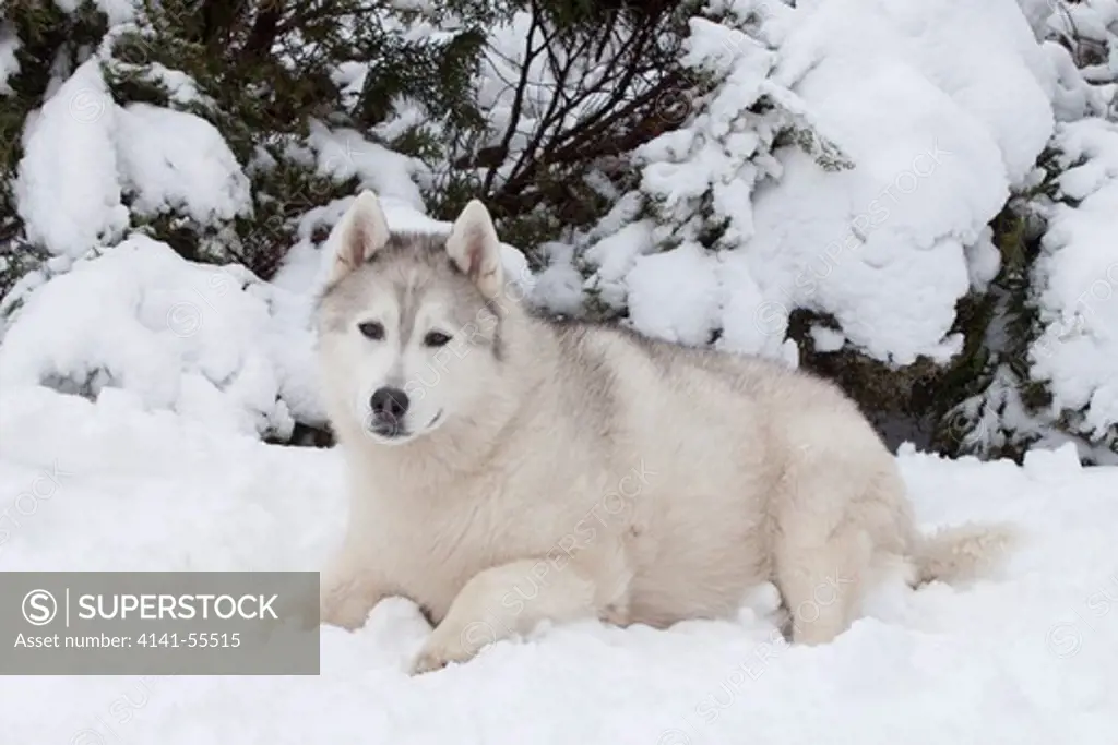 Siberian Husky (Female) Lying In Snow By Snowy Boughs; St. Charles, Illinois, Usa (Pss)