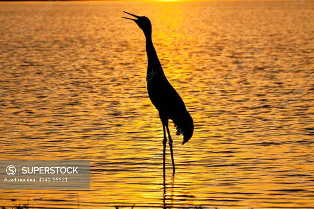 Florida Sandhill Crane (Grus Canadensis Pratensis) Bugling, In Sunset Silhouette Along Shore Of Upper Myakka River Lake, Myakka State Park, Florida