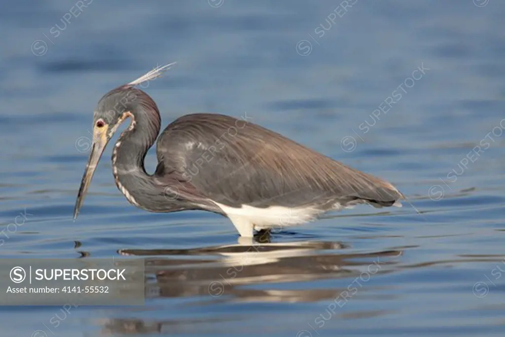 Tricolored Heron (Egretta Tricolor) In Breeding Plumage, Standing Motionless While Looking For Minnows In Saltwater Bay; Tampa Bay, St. Petersburg, Florida, Usa