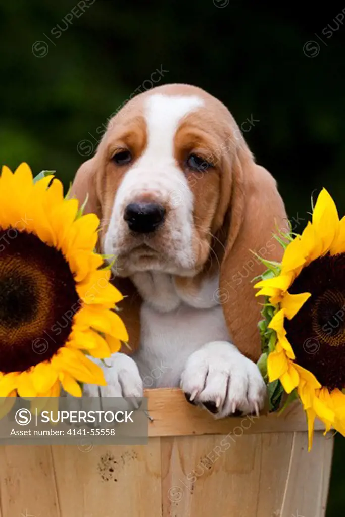 Basset Hound Pup And Sunflowers In Peach Basket; Marengo, Illinois, Usa (Bp)