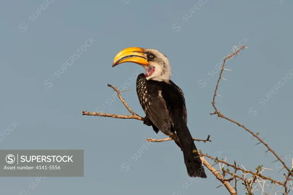 eastern yellow-billed hornbill, tockus flavirostris; samburu national reserve, kenya.