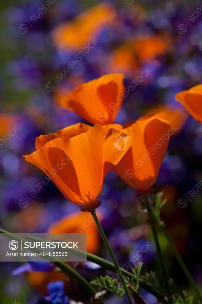 California Poppies (Eschscholzia Californica); Southern California, Usa