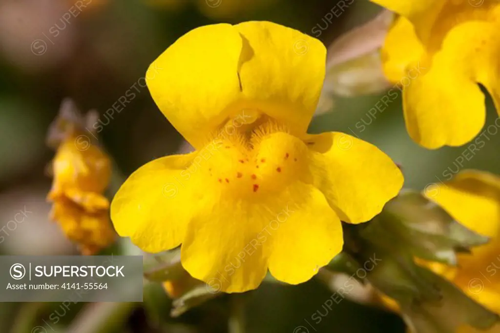 Yellow Monkey Flower (Mimulus Species); Southern California Coast; Usa