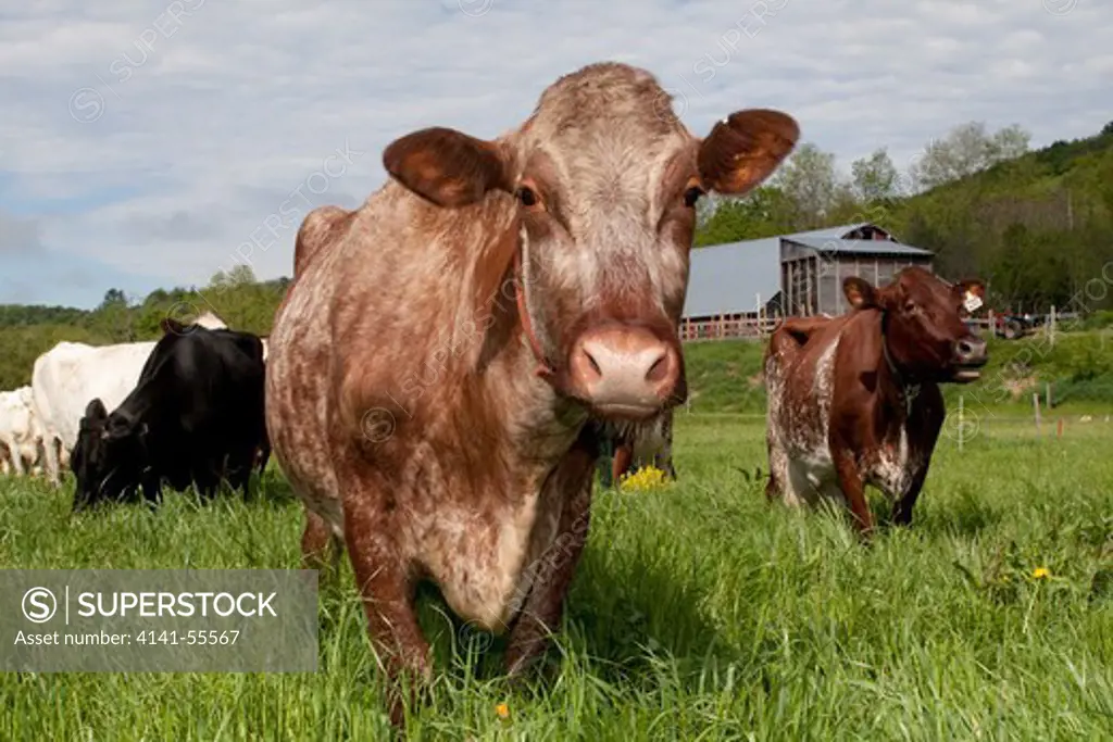 Roan-Colored Milking Shorthorn Cow In Springtime Pasture; Randolph, Vermont, Usa (Jw)