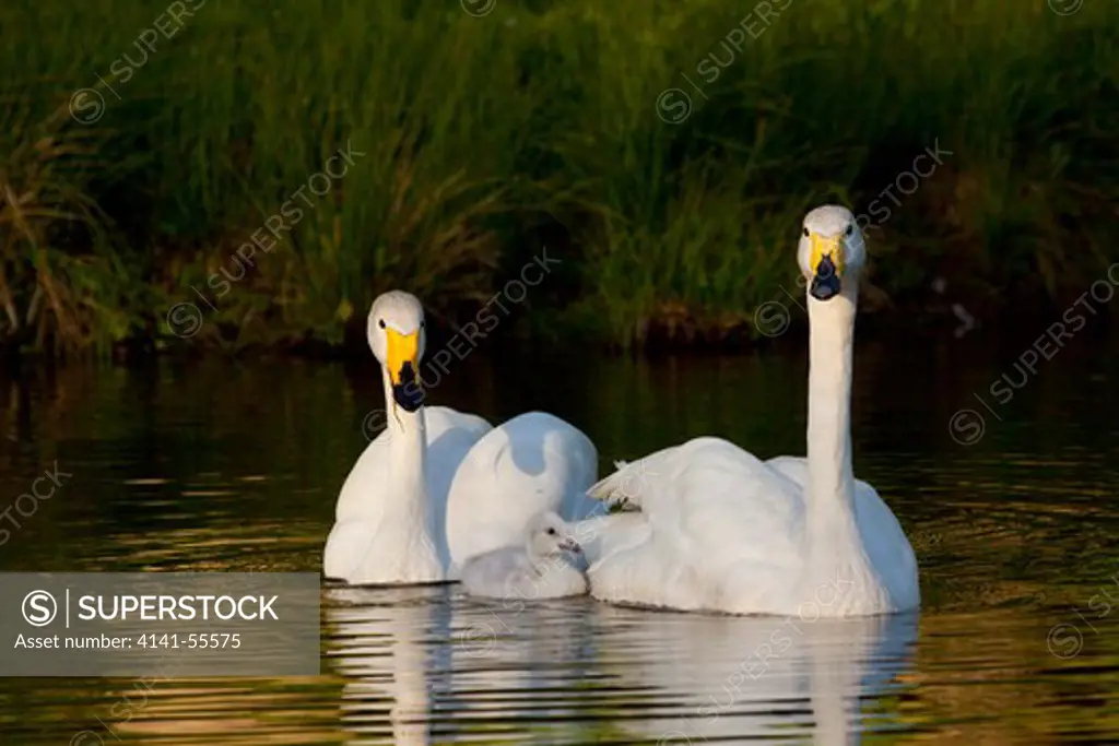 Whooper Swan (Cygnus Cygnus) Adult Pair With Cygnet; Captive; R: Eurasia