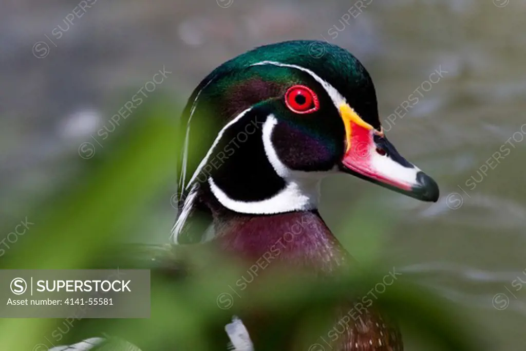 Wood Duck (Aix Sponsa) Drake, Portrait; Captive; R: North America