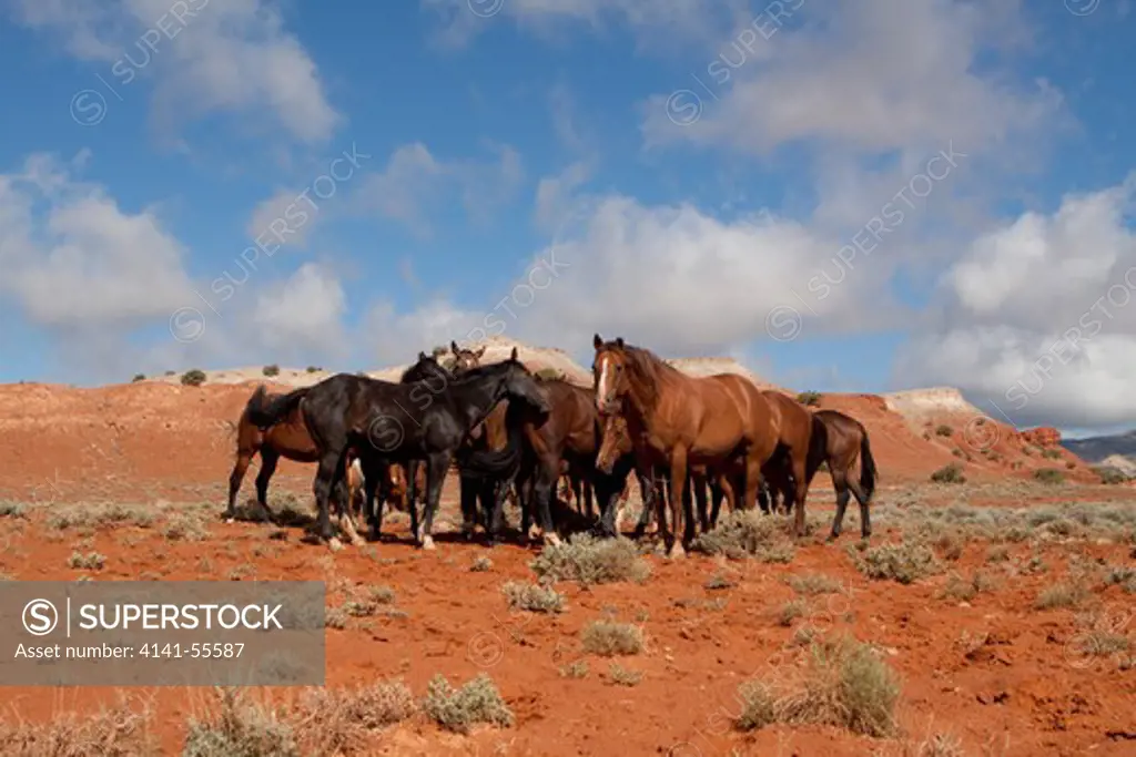 Herd Of Wild Horses In Red Rock Country Of Wyoming, Usa