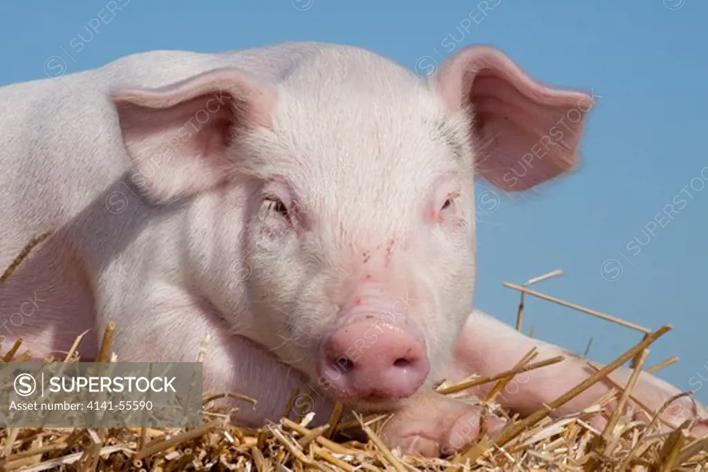 White Piglet Lying On Straw Bale; Sycamore, Illinois, Usa (Kh)