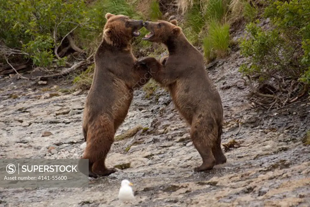 Sub-Adult Grizzly Bears (Ursus Arctos) Stand To Play-Fight Along Rocky Shore Of Mcneil River, Alaska, Usa
