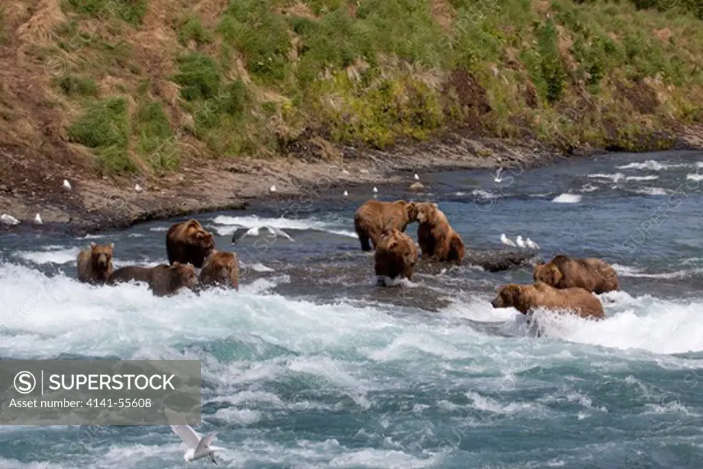 Congregation Of Grizzly Bears (Ursus Arctos) Fishing In And Near The Rapids Of The Mcneil River, Alaska, Usa