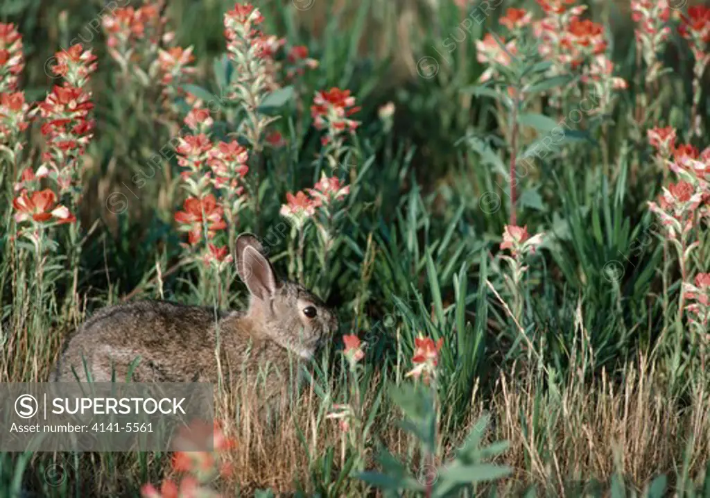 eastern cottontail rabbit sylvilagus floridanus texas, usa