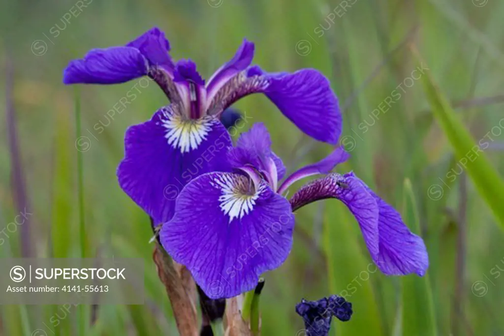 Wild Iris (Iris Setosa); Mcneil River Game Sanctuary, Alaska