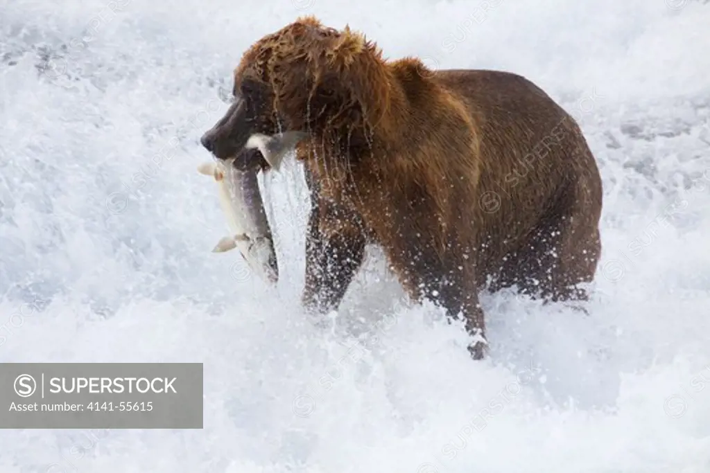 Drenched Grizzly Bear (Ursus Arctos) Carries Its Prize, A Migrating Chum Salmon, Out Of The Whitewater Of The Mcneil River, Alaska, Usa